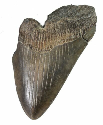 Partial, Fossil Megalodon Tooth #89022